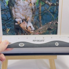 Framed Great Horned Owl Photograph By Anthony Hathaway Print #11-3 14×11