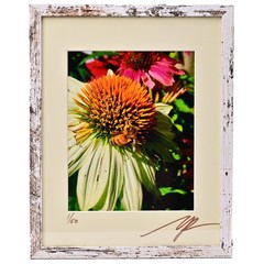 MICHAEL RAY Original Vintage Signed Honey Bee Floral Still Life Photograph Print