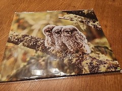 Set Of 3 Owl Prints Signed By The Artist Jace Stenerson
