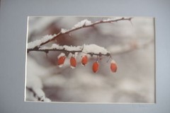 Ralph Gibson Original Signed Photograph Still Life Berries on a Branch Winter
