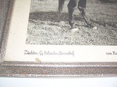Signed photo winner mare Karpfhamer folk festival 1953 broodmare in frame!