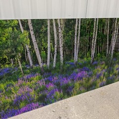 Peter Lik «Aspen Impressions» Trees 150cm (5 Feet Long) Recess Mount With COA