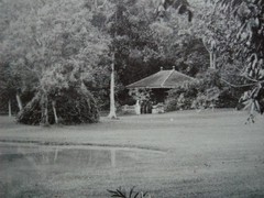 Saigon Vietnam Botanical Garden Botanical 1890 Albumin Photo Ho Chi Minh City