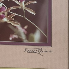 Original Photo Pink Orchid Signed & Framed Estate 1981