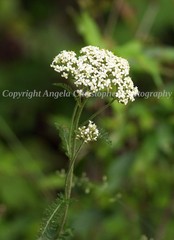 Original ACEO photo fine art print 2.5 x 3.5 inch COMMON YARROW wildflower white