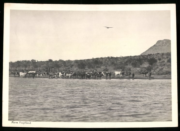 Photograph German South West Africa / Namibia, cattle of a farm in Voigtland