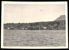Photograph German South West Africa / Namibia, cattle of a farm in Voigtland