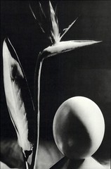 1975 Man Ray Abstract Bird Of Paradise Flower & Egg Shape Art Photo Gravure