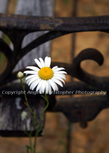 Original ACEO 2.5X3.5 inch photo art print BENCH DAISY white yellow flower metal