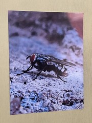 Insect wall Art photograph- Sarcophagidae; The Side Glance 8.5×11
