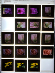 ALAN PAPPE Original 35mm Color Slide Transparency Collection Art Photography 197