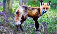 “Smart As A Fox,” Photograph, 12×15”