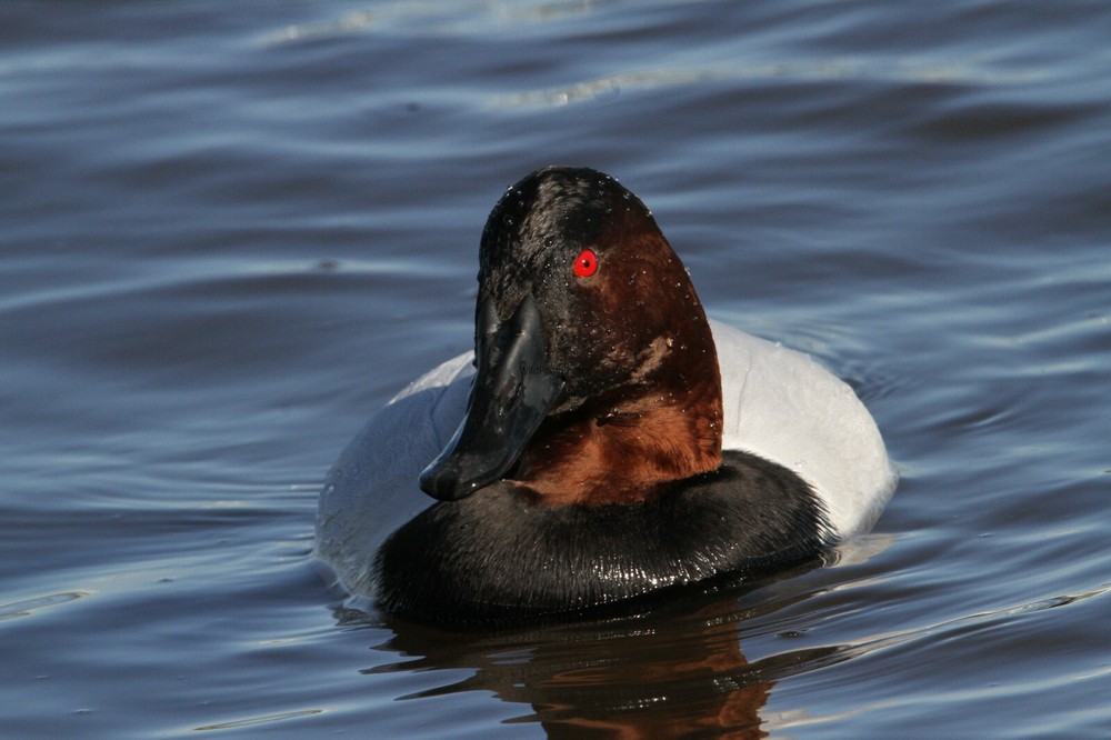 Canvasback Photo, Pick One Image – Various Sizes