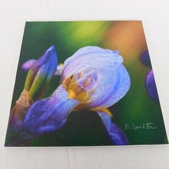 Purple Iris Flower Color Photography Lot of 4 Print Foam Board Botanical Nature