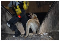 World Trade Center 9/11 Rescue Dog On Escalator Silver Halide Photo