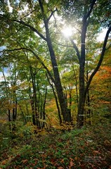 Seneca Creek Backcountry West Virginia #4 Fall Color Photo Poster Print WV05