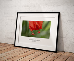 multiple original artwork photography from Argentina and Brazil