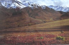Thomas D. Mangelsen «After The Ice Age» Grizzly Color Photograph 26.5″ x 57.25″