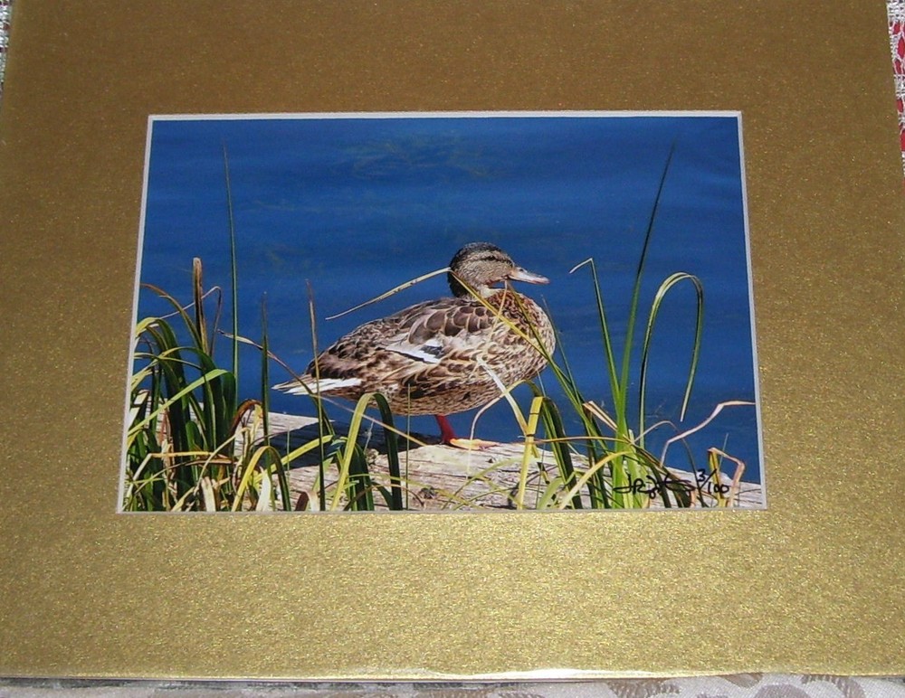 PHOTO ART DUCK ECHO LAKE MT EVANS CO 5X7 MATTED TO 8X10 SIGNED #’D 3/100