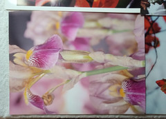 Lot of 8 Photo Prints Flowers & Nature Print Wall Art 8.5″x11, on Kodak