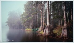 Jeff Ripple Signed Photograph of Misty Florida Cypress Tree Landscape 22×32″
