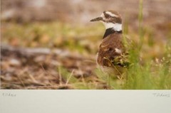Tom Adams Photography Wildlife Killdeer in Forest Oregon Matted Photo Art 8×10