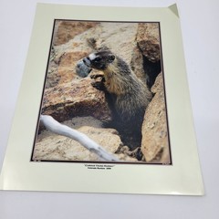 PHOTOGRAPHY Art Prints Lot 3 Vintage Nature Photos – Deer, Gorilla, Marmot HW023