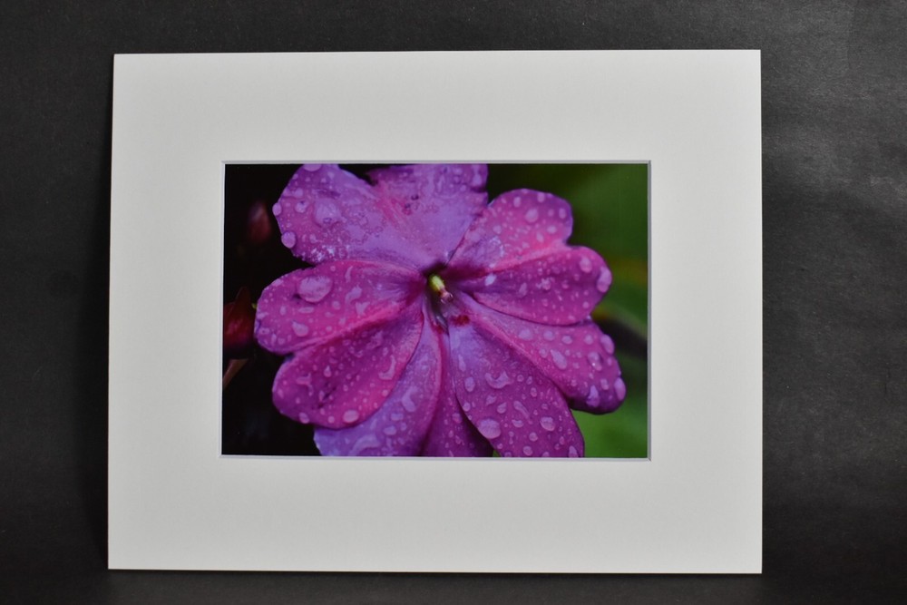 Photograph of Purple Flower With Raindrops. 4×6 Glossy Photo in 8×10 Matte
