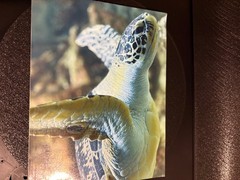 Vienna Sea Turtle Photograph Print 📸 Vinyl Sticker or Regular Glossy 5×7