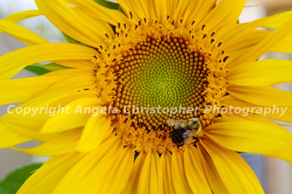 Original ACEO 2.5×3.5 IN photo art print BEE ON SUNFLOWER yellow nature insect