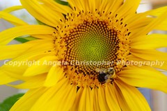 Original ACEO 2.5×3.5 IN photo art print BEE ON SUNFLOWER yellow nature insect