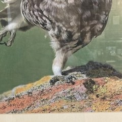 Framed Photo: Owl Taking Flight, 16″ Wide, 20.5″ Tall, Cable Hanger. Matted