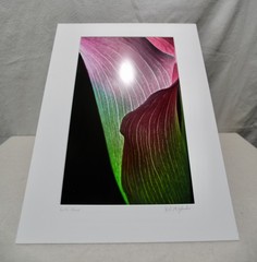 Original Photography Art Print «Calla, Mauve»