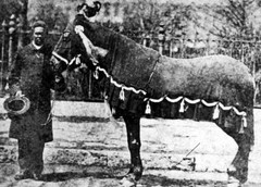 New Photo: President Abraham Lincoln’s Horse, Old Robin or «Bob» – 6 Sizes!