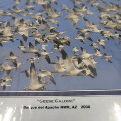 PHOTOGRAPHY Art Prints Lot 4 Vintage BIrds Birding Nature Photos – HW027