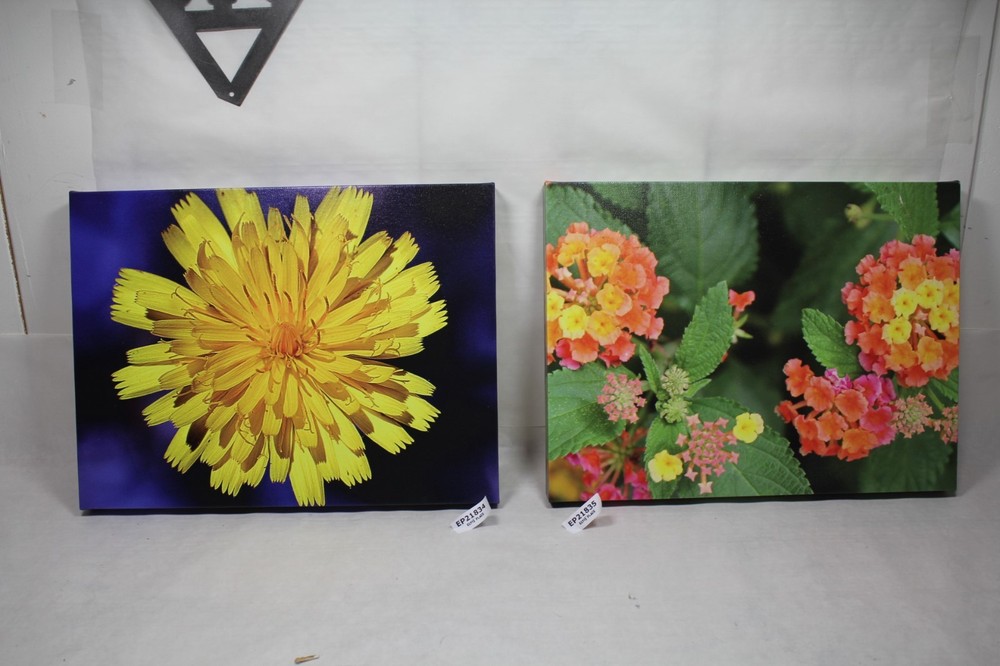Lantana garden flower canvas 16×12 wildlife photo E. Barton Photography EPS21835