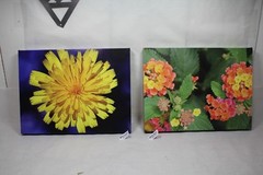 Lantana garden flower canvas 16×12 wildlife photo E. Barton Photography EPS21835