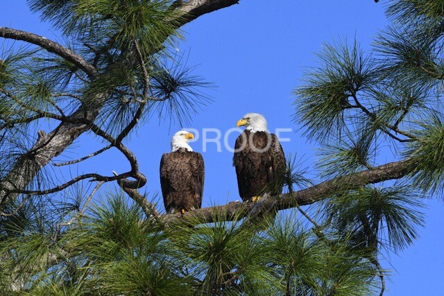 Color print of two American bald eagles
