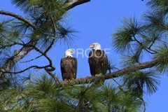 Color print of two American bald eagles
