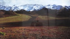 Thomas D. Mangelsen «After The Ice Age» Grizzly Color Photograph 26.5″ x 57.25″