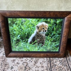 Thomas Mangelsen Cheetah Cub Signed Baby 25×19” Limited Edition Photograph Frame
