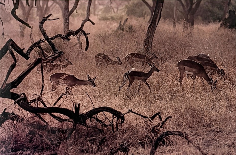 Ernst Haas «Kenya» Photograph