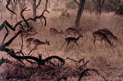 Ernst Haas «Kenya» Photograph