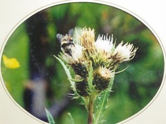 Thistle Bumble Bee Framed Photo Print Oval Matte