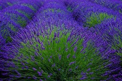 Lavender flower bloom art photography Provence France 8″ x 10″ print FREE SHIP