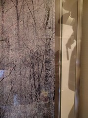 Eliot Porter Print Redbud Tree In Bottom Land Formatting’s Professional Framed