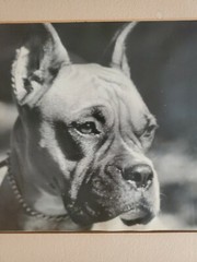 DOG PORTRAIT LARGE ORIGINAL SIGNED ART PHOTO B&W STETTNER VTG MATTE NJ CAMERA