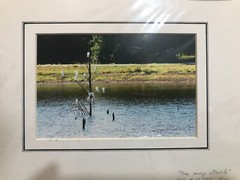 Color photograph signed matted 1 1 x 14 inch birds on pond Texas country