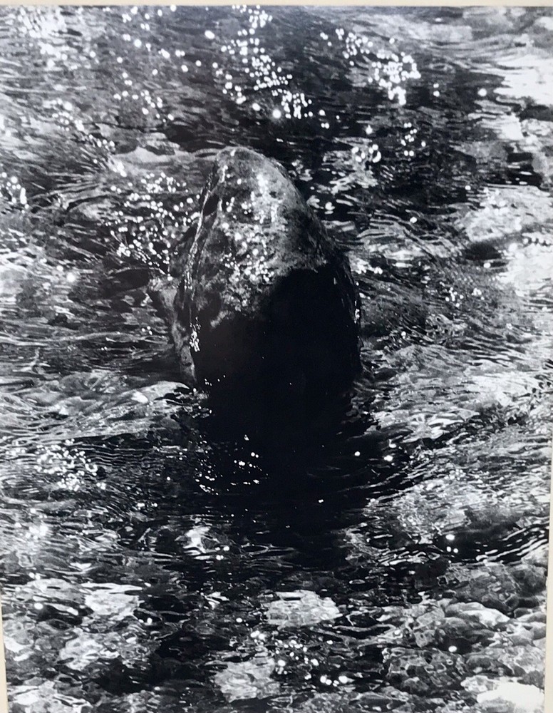 Vtg Matted Black & White Photography Whale Nature Pacific NW Photo 16” x 20”