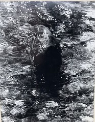 Vtg Matted Black & White Photography Whale Nature Pacific NW Photo 16” x 20”